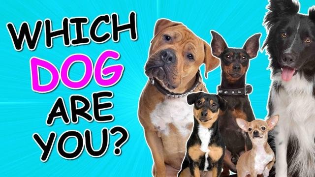 Qual cachorro é você?